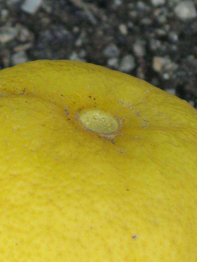            Fruit (Riverside, CA)   